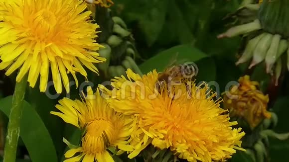 野生自然蜜蜂蜜蜂大黄蜂采蜜的近景视频的预览图