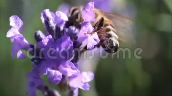 野生自然蜜蜂蜜蜂大黄蜂采集紫花蜜的宏观近景视频的预览图