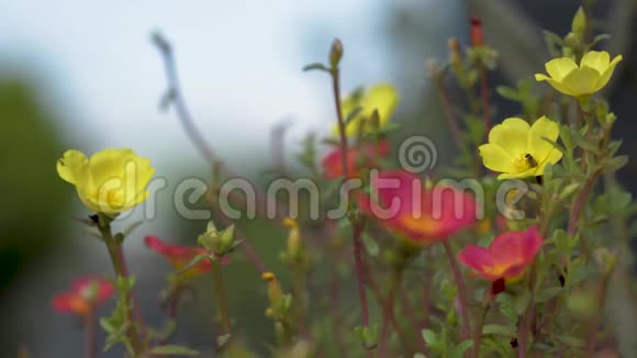 在粉红色的黄色花朵上采集花蜜的野生蜜蜂昆虫大黄蜂令人叹为观止视频的预览图