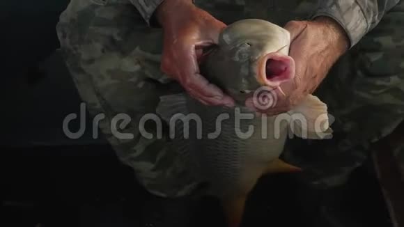 关闭白色渔夫抱着鱼在鳃和切割它的鳍并把鱼放入苗圃江上秋晨视频的预览图