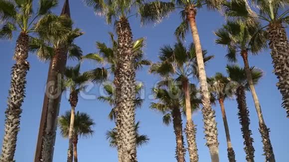 仰望棕榈树万向节热带暑假生态概念视频的预览图