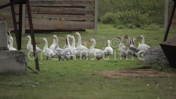 一群家养的鹅在农场里觅食然后很快就跑掉了视频的预览图