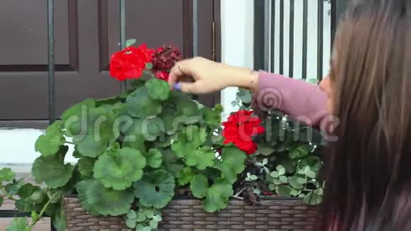 女孩看到街上装饰盒里的红花把手放在上面视频的预览图