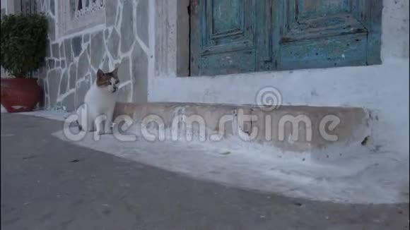 坐在街上的无家可归的白猫视频的预览图