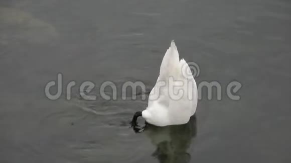 白天鹅脖子在水里找食物视频的预览图