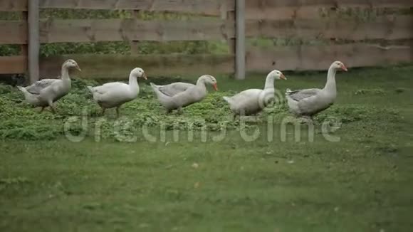 家鹅在一个传统的村庄养鹅场放牧鹅沿着绿色的草地沿着木栅栏走视频的预览图