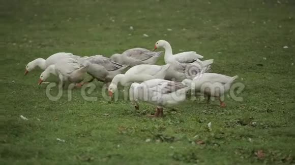 家鹅在农场牧场上成群地迁徙吃草特写视频的预览图