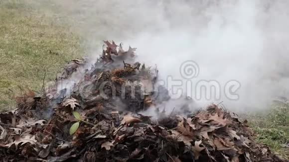 去年的树叶在大火中燃烧着白烟视频的预览图