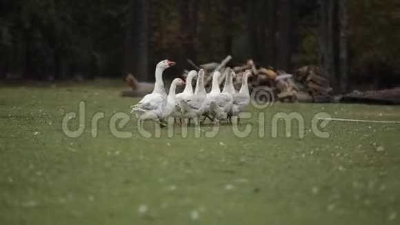 鹅成群结队地跑过农场的草地在户外自由活动背面视频的预览图