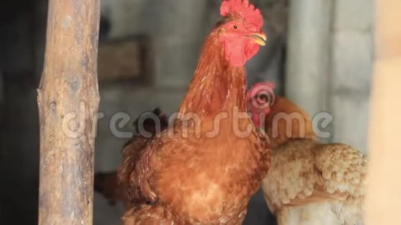 鸡在鸡舍里尖叫着视频的预览图