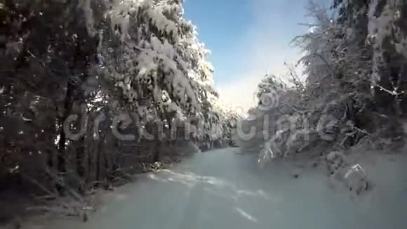 第一人称POV动作镜头快速移动在迷人的寒冷的冬季森林雪道之间的松树景观视频的预览图