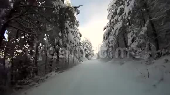 第一人称POV动作镜头在壮丽寒冷的冬林中在白雪皑皑的松树之间的道路上快速移动视频的预览图