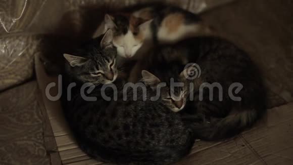 三只猫睡在一起头靠在一起特写视频的预览图
