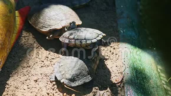 四只大海龟在手工绿池附近的灰沙中休息视频的预览图