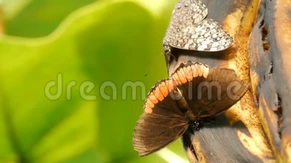 美丽的大型热带蝴蝶坐着吃着变质的香蕉近景瘦蝶鼻收集花蜜视频的预览图