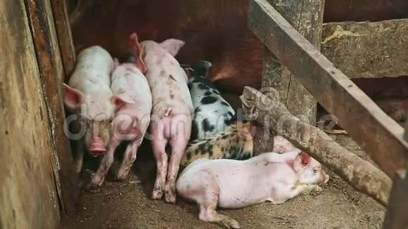 特写小粉和斑点小猪睡在棕色毛茸茸的母猪旁边视频的预览图