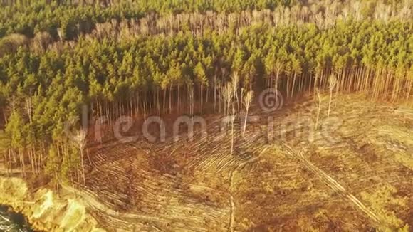 鸟瞰青松林毁林区景观在空土地附近生长森林的俯视图欧洲性质视频的预览图