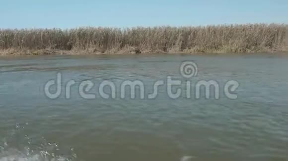 从移动的摩托艇上可以看到岸上干燥的芦苇摄像机经过他们秋天的景色视频的预览图