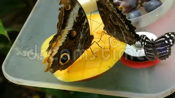 美丽的棕色热带猫头鹰蝴蝶或Caligo吃苹果的甜果小蝴蝶鼻子视频的预览图