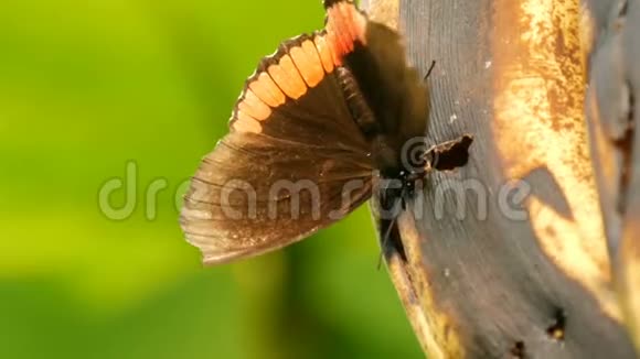美丽的大型热带蝴蝶坐着吃着变质的香蕉近景瘦蝶鼻收集花蜜视频的预览图