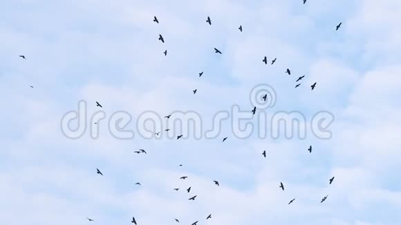 蓝天上的一群乌鸦在缓慢地旋转视频的预览图