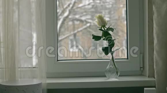 窗台上的白色玫瑰视频的预览图