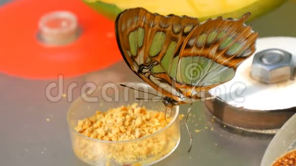 美丽的热带蝴蝶西普罗埃塔石楠或孔雀石吃瘦蝶鼻采集花蜜视频的预览图