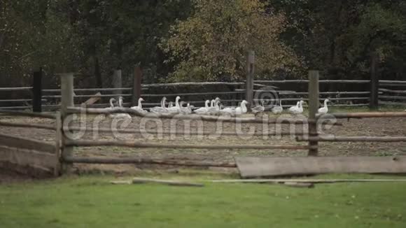 鹅在农场的新鲜空气中成群结队地走在他们的木制畜栏里一群家鹅视频的预览图
