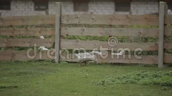 鹅在木栅栏附近散步吃草免费范围国产鹅特写视频的预览图