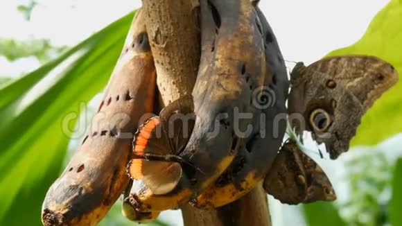 一群美丽的大型热带蝴蝶坐着吃着一根被宠坏的香蕉近距离观看小蝴蝶鼻子视频的预览图