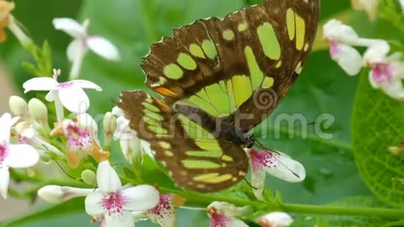 美丽的热带蝴蝶或孔雀石坐在白花近景视频的预览图