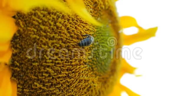 蜜蜂从成熟的向日葵中采集花蜜大黄蜂在黄花上聚集花粉一点点辛苦的工作视频的预览图
