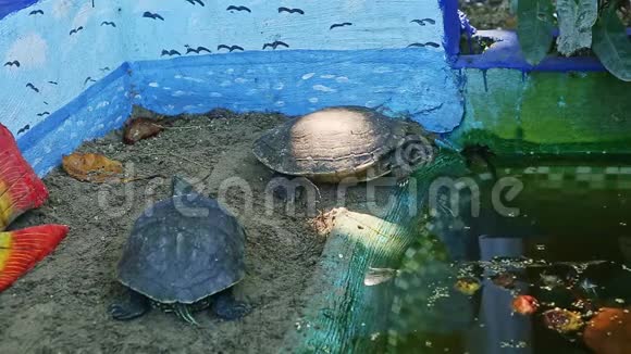 两只海龟在绿色手工游泳池附近休息视频的预览图
