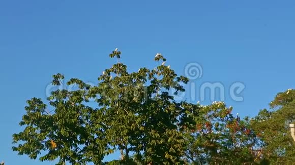 大白的热带鸟类成群结队地栖息在绿色的大树上映衬着晴朗的蓝天视频的预览图