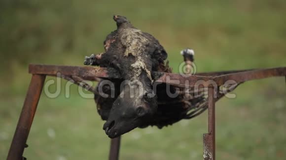 整只烤羊肉在一个村庄的院子里的明火上在煤火上烤整只羊羔视频的预览图
