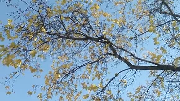 风中带着黄叶的树枝视频的预览图