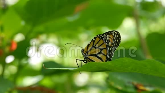 美丽的热带蝴蝶或孔雀石坐在绿色的树枝上绿色的背景上视频的预览图