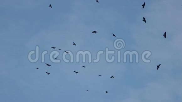 一群乌鸦在蓝天上快速地旋转视频的预览图