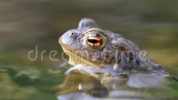 水中青蛙侧面肖像视频的预览图