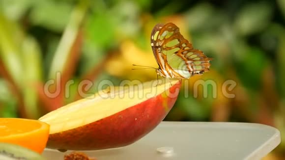 美丽的热带蝴蝶西普罗埃塔石楠或孔雀石吃甜水果近景小蝴蝶鼻子视频的预览图