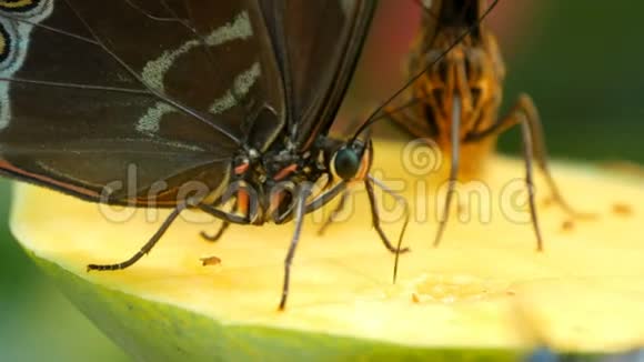 美丽的大型热带蝴蝶坐着吃着甜美的水果近距离观看瘦蝶鼻收集花蜜视频的预览图