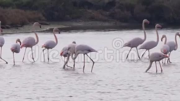 埃布罗三角洲自然公园的大火烈鸟集团视频的预览图