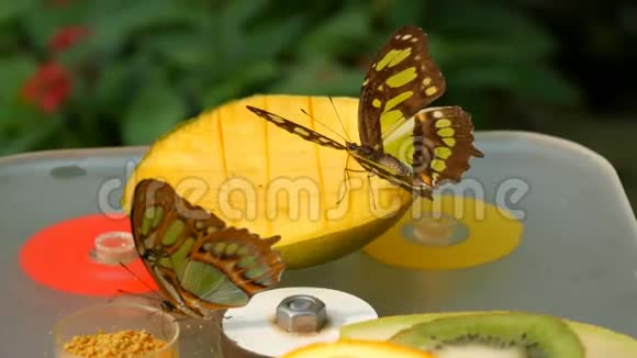 美丽的热带蝴蝶西普罗埃塔石楠或孔雀石吃甜水果近景瘦蝶鼻收集视频的预览图