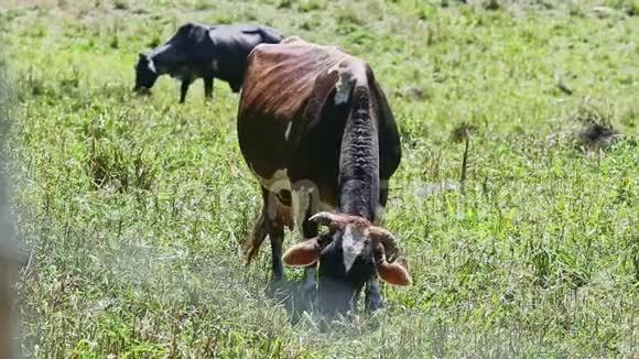 两头大的家奶牛在夏天的绿色牧场吃新鲜的草视频的预览图