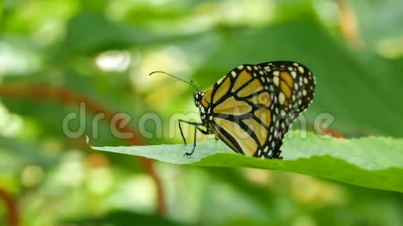 美丽的热带蝴蝶或孔雀石坐在绿色的树枝上绿色的背景上视频的预览图