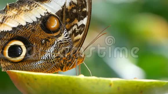 美丽的棕色热带猫头鹰蝴蝶或Caligo吃苹果的甜果小蝴蝶鼻子视频的预览图