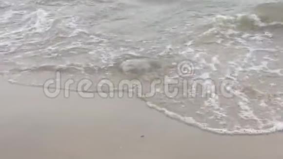 波克蒂安海滩上的水母被冲上沙滩视频的预览图