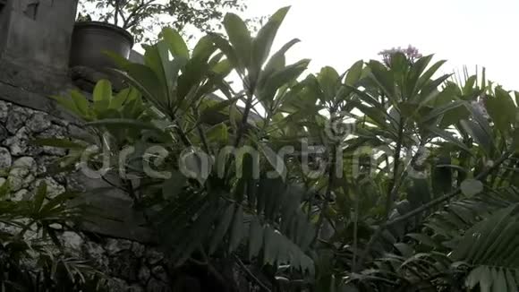 阳光透过美丽的异国热带树木的叶子视频的预览图