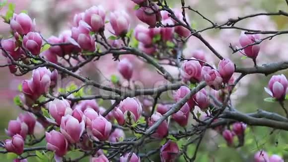 春天美丽绽放的玉兰花视频的预览图