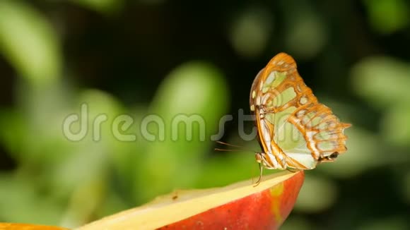 美丽的热带蝴蝶西普罗埃塔石楠或孔雀石吃甜水果近景小蝴蝶鼻子视频的预览图